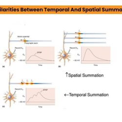 Temporal locus vs temporal extent