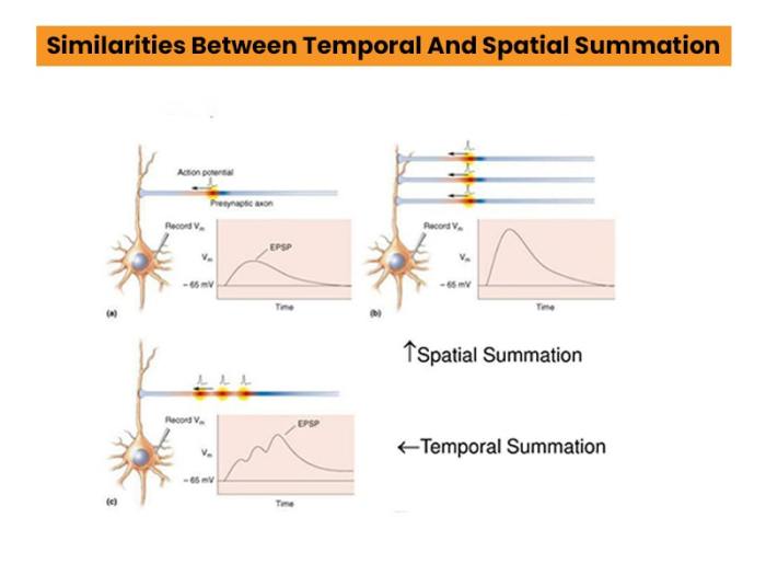 Temporal locus vs temporal extent