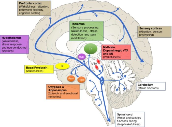 Temporal locus vs temporal extent