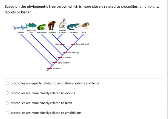 Practice phylogenetic trees 1 answer key