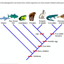 Practice phylogenetic trees 1 answer key