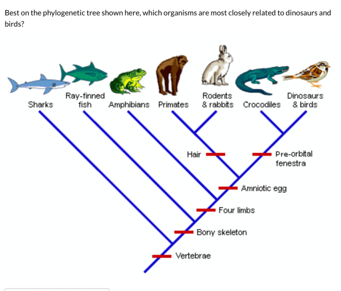 Practice phylogenetic trees 1 answer key