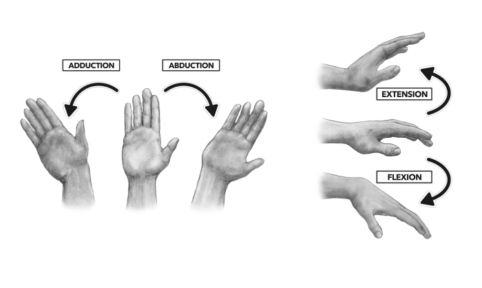 Stabilizes the wrist during finger extension