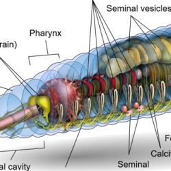 Segmented worms - the earthworm worksheet answers