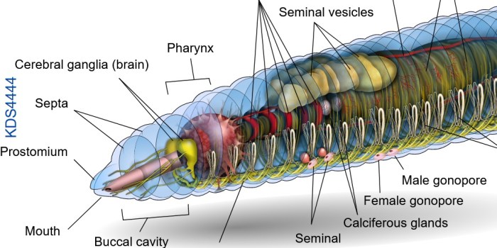 Segmented worms - the earthworm worksheet answers